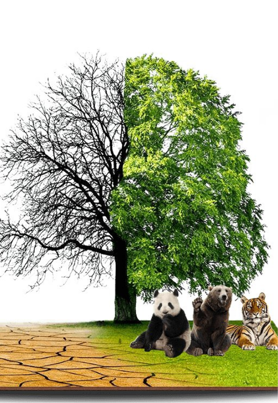 effects of global warming